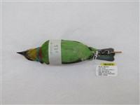 藏品(五色鳥)的圖片